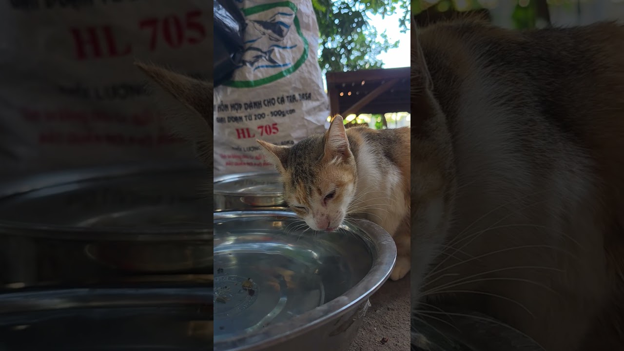 Cat eating 