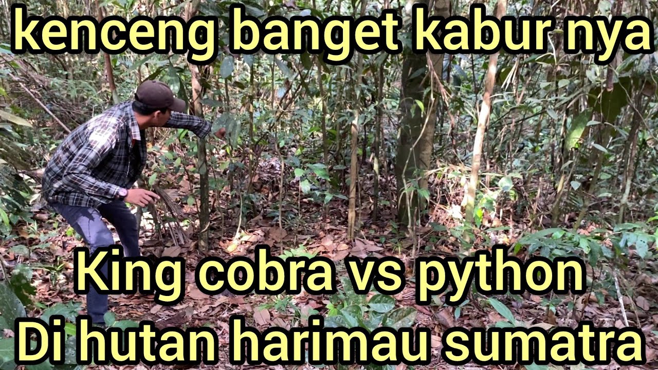 SELAMAT TINGGAL RAJA KING COBRA DAN RAJA ULAR PYTHON,MASUK KE HUTAN HARIMAU SUMATRA