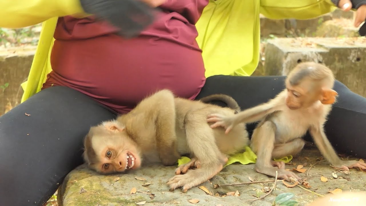 Baby Royston Try to Comfort Bravo new abandoned walk two leg till S-C-rea-m-in-g  loudly Together