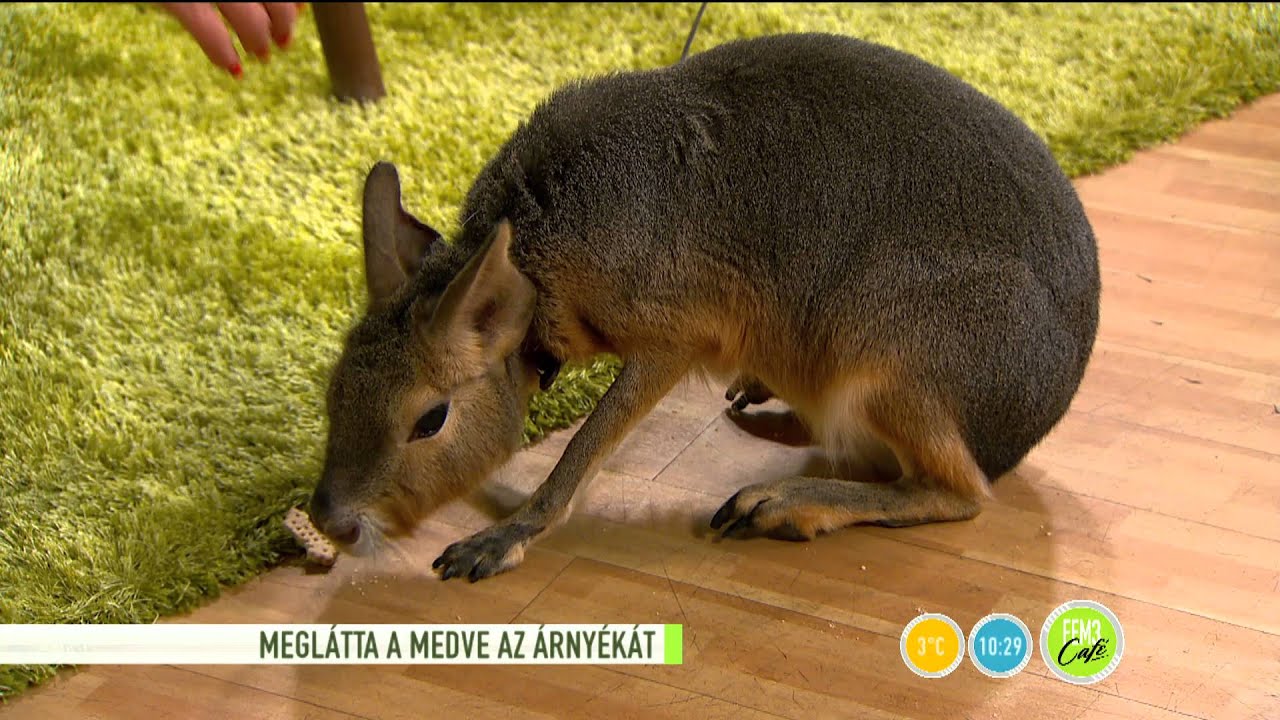 Különleges szőrmókot etetett Mónika! - 2016.03.03. - tv2.hu/fem3cafe