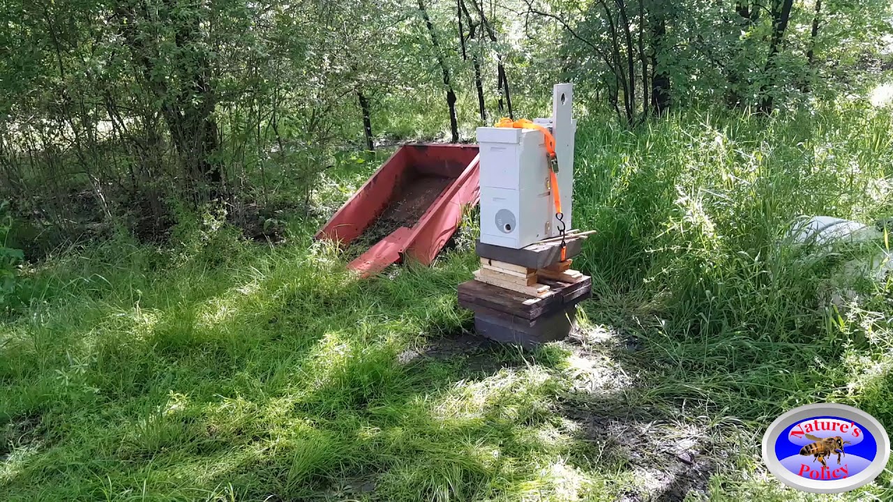 What to do with a swarm once you catch a swarm  in your trap... Part 1
