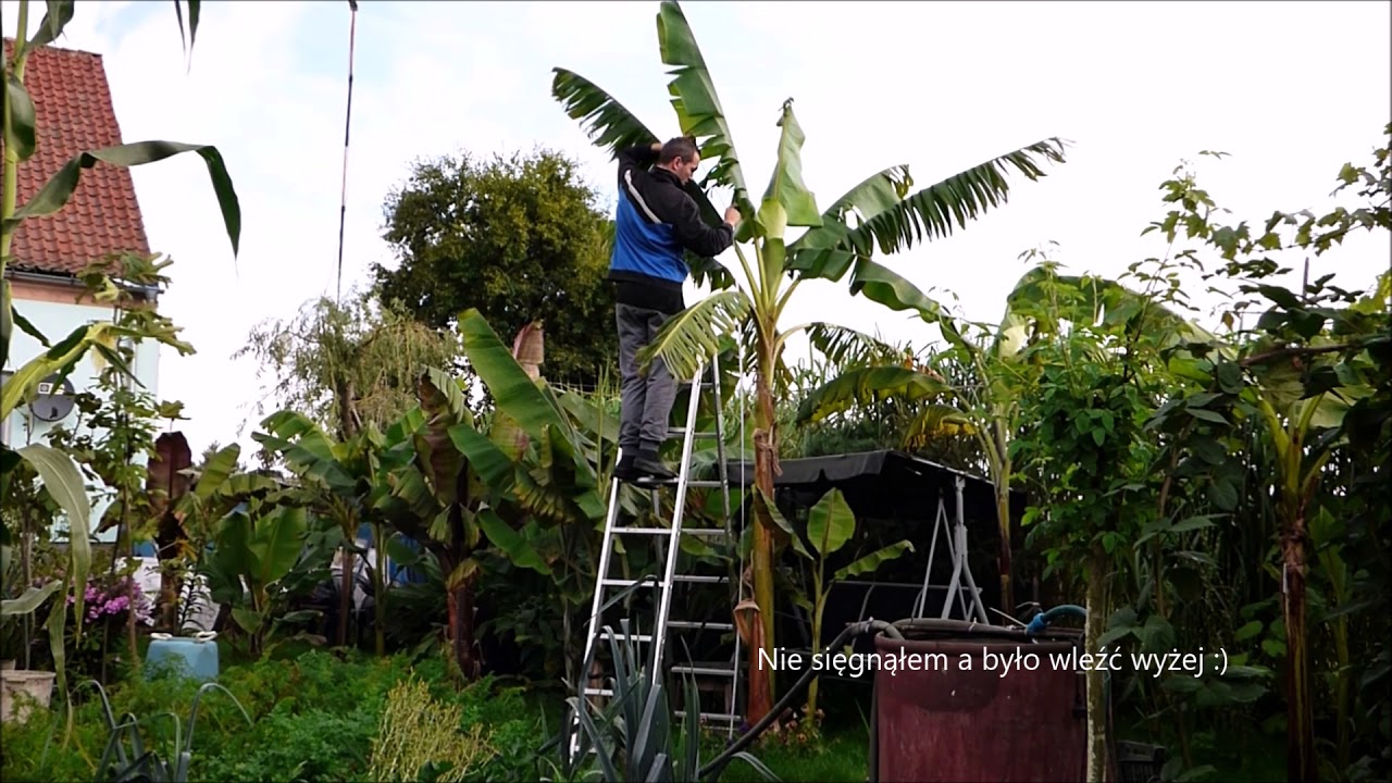 #293👍🌴Banan musa sikkimensis od sadzonki, mierzenie wysokości, odrosty  Youtube stalewiak