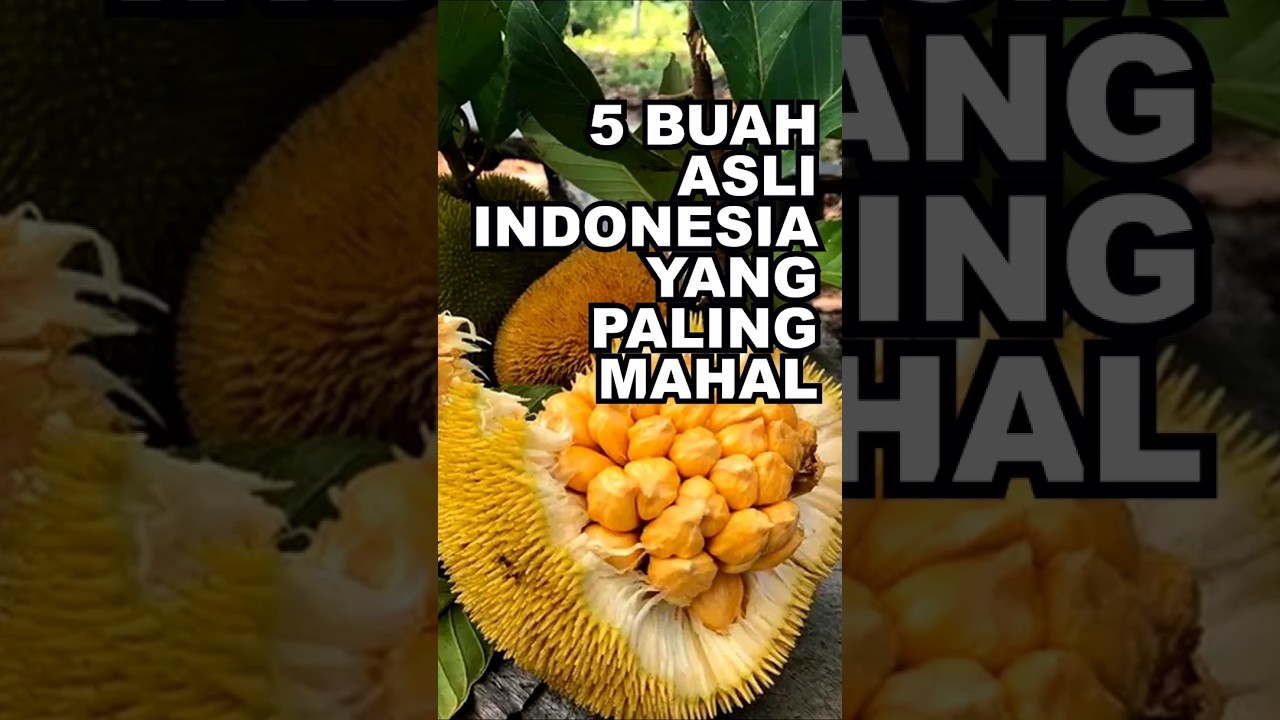 5 Buah Asli Indonesia Yang Paling Mahal