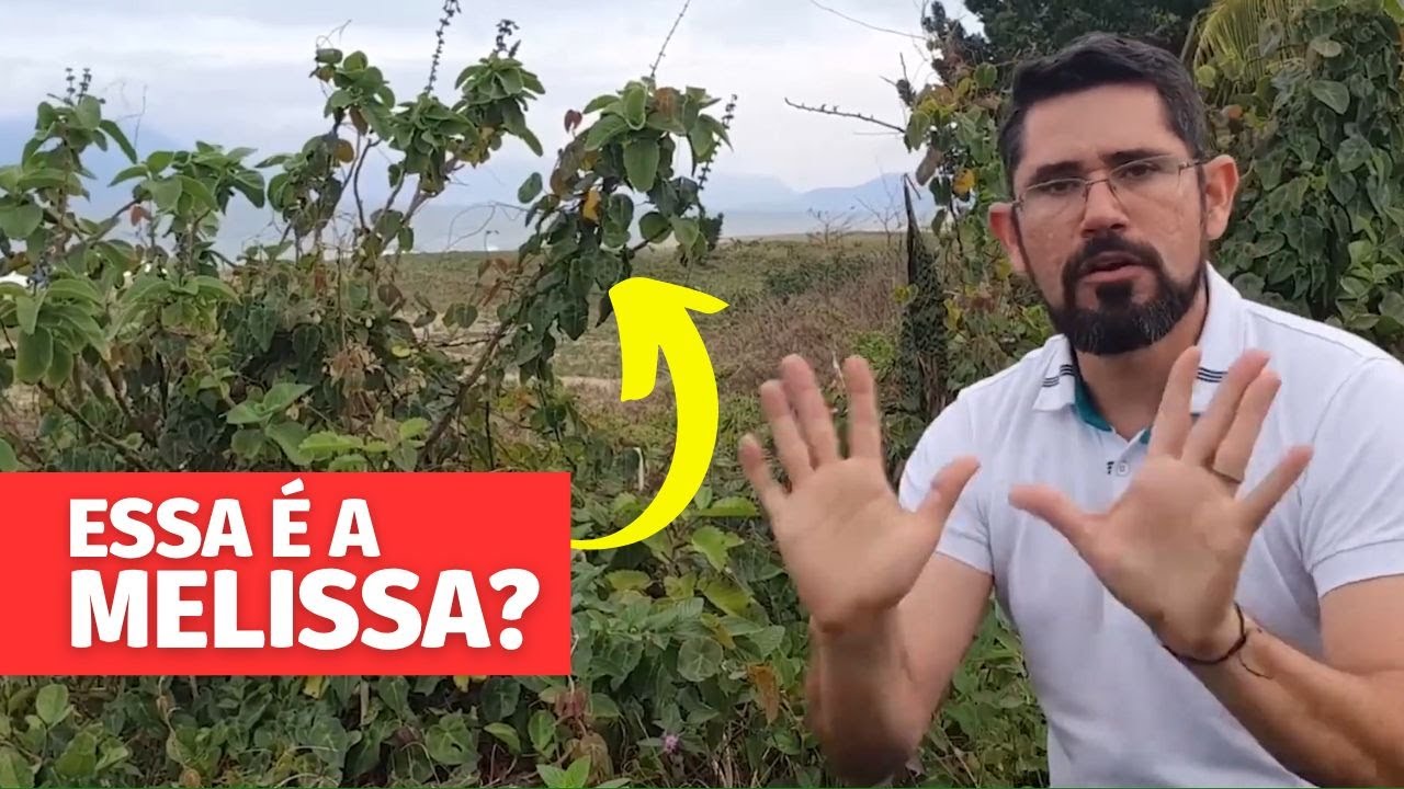 MELISSA (Lippia Alba): Como Identificar essa planta de Forma Segura!