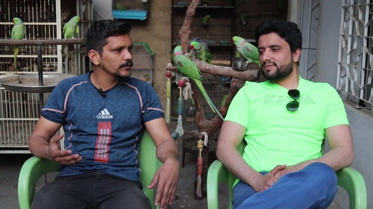 Visited at Talking Parrot Setup Adeel Bhai II PBI Official  II Paradise Birds Information Official