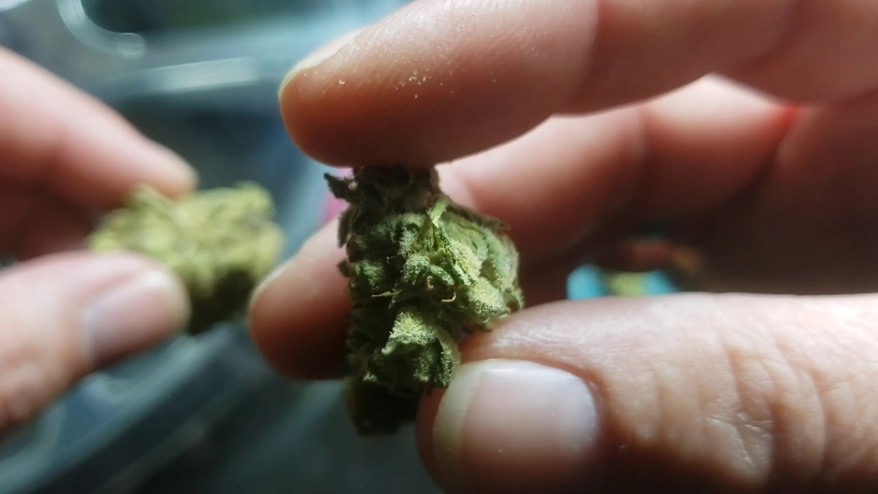 Seth Rogen's Houseplant Indica Review by Rick from Growers n' Smokers