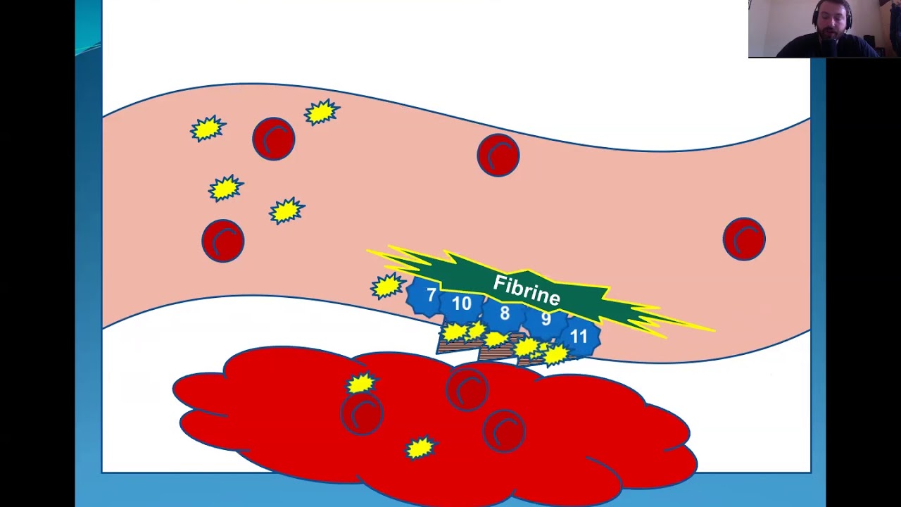 Qu'est-ce que l'hémophilie ?