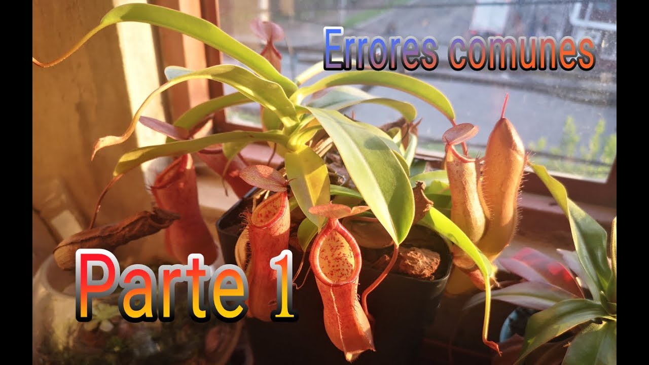 Errores comunes de principiantes PARTE 1