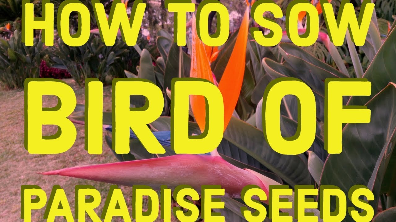 How to sow Bird of Paradise seeds