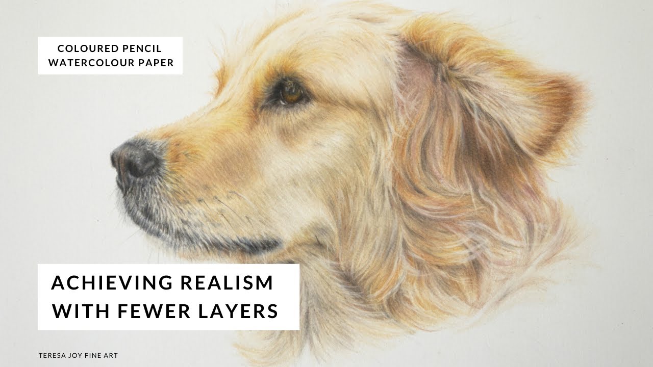 Drawing a Golden Retriever Dog.  Beginner Coloured Pencil Tutorial #petportrait