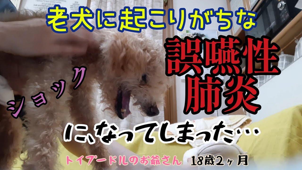 【誤嚥性肺炎😱】18歳2ヶ月 トイプードルのお爺さん 一難去ってまた一難の巻