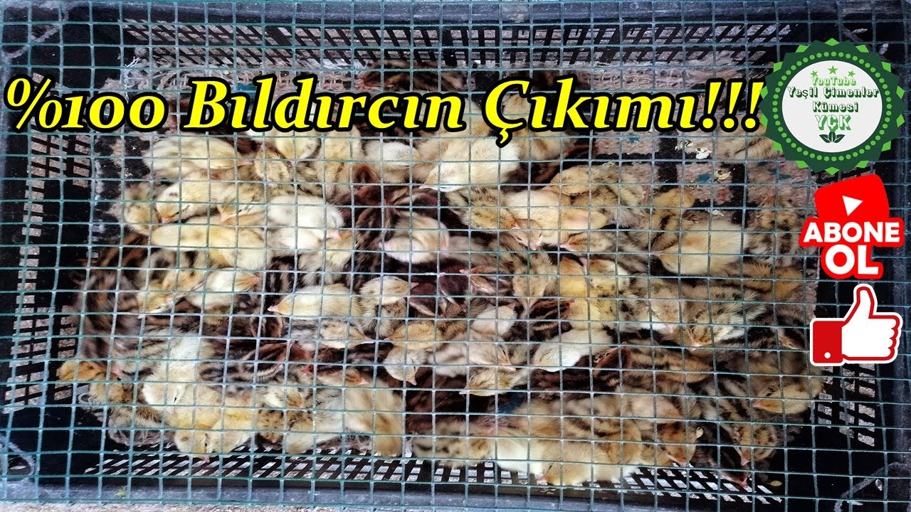 Buz Dolabından Kuluçka Makinesi,/%100 Bıldırcın Çıkımı,/130 Yumurtadan 104 Adet Bıldırcın Çıktı,!