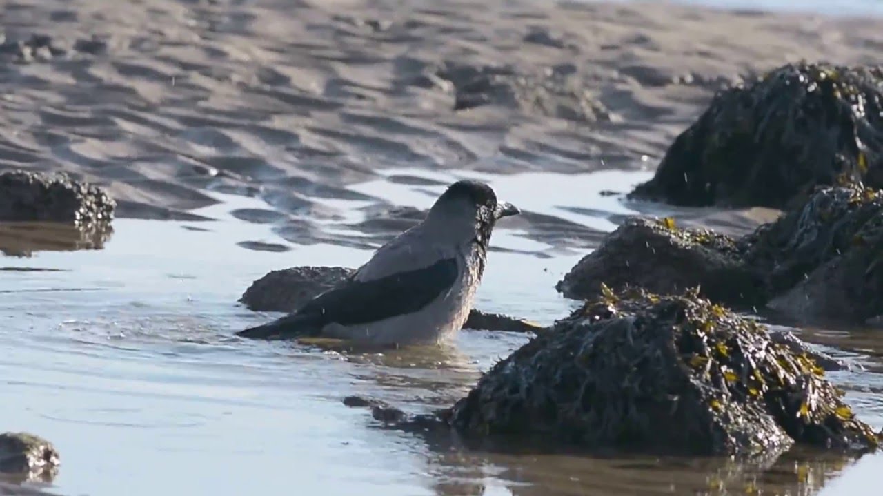 Vroege Vogels - Bonte kraai baddert