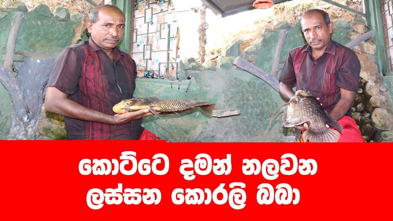 කොට්ටයේ දමා නලවන සුන්ද කොරලි බබා