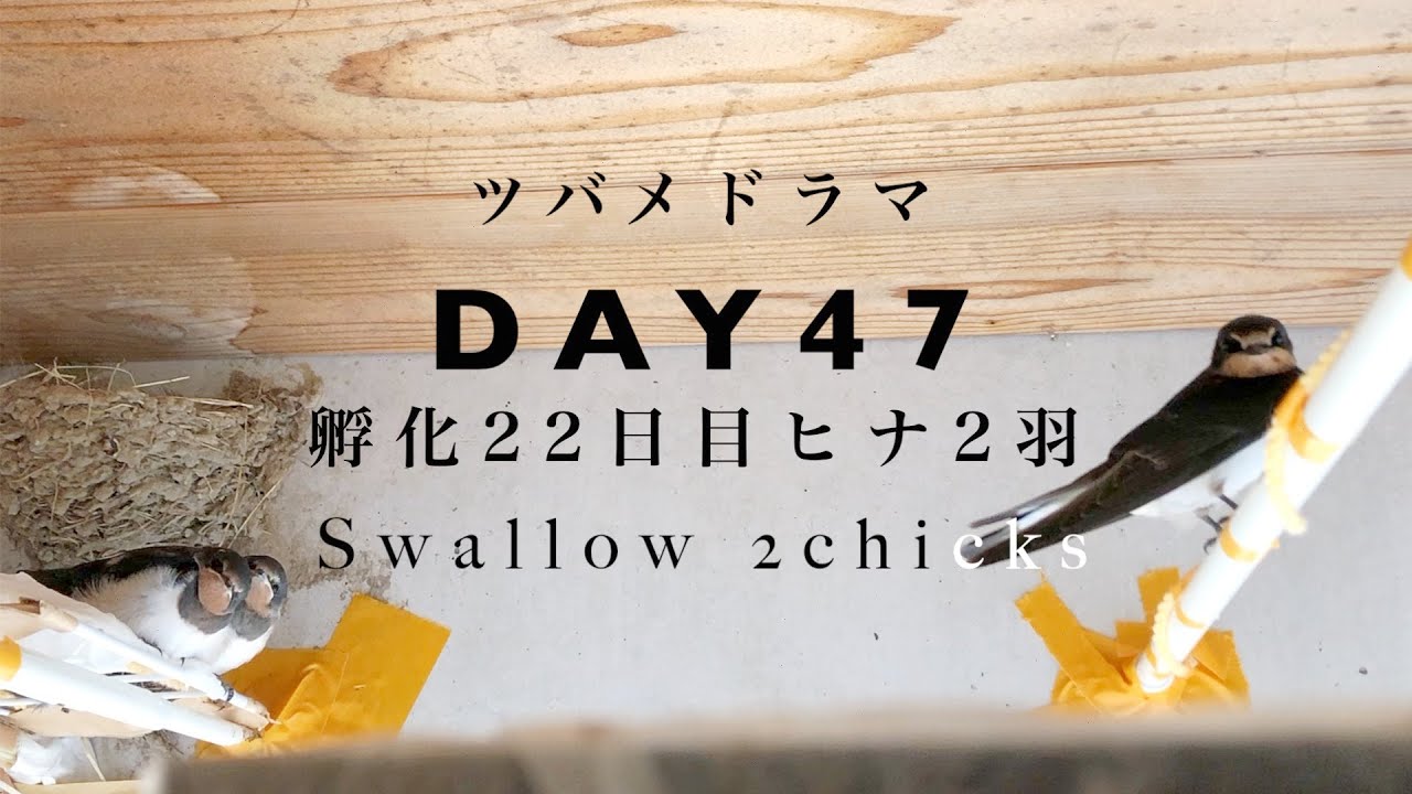 ツバメドラマ)【孵化22日目】３羽との別れと後悔と反省/それでも２羽は育ちます /Swallows 2 chicks in the nest!! DAY22