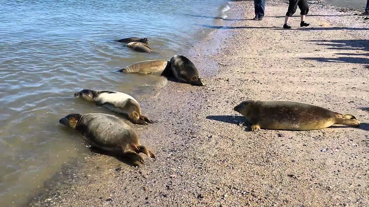 Vrijlating 11 zeehonden zeehondencreche Pieterburen