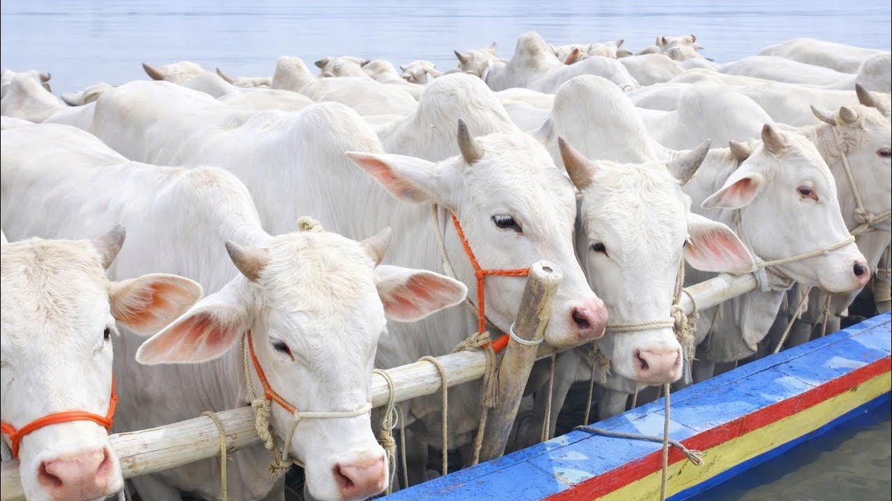 cow unloading, cow videos, cow video, animal, big cow, goru hamba cow