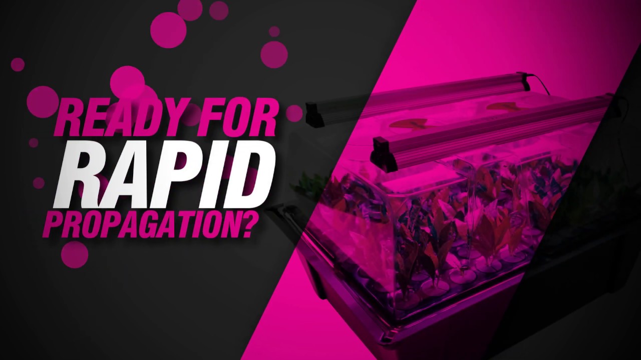 X-Stream Aeroponic Propagator from Nutriculture Grow Systems