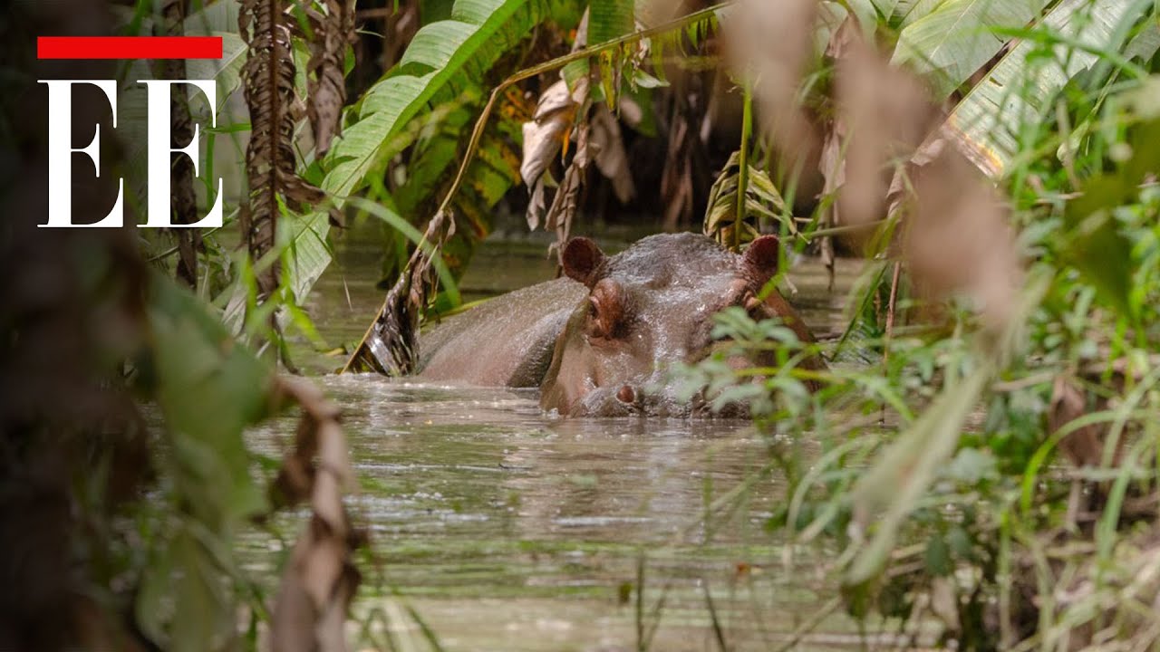 Hipopótamos en Colombia: el riesgo de tener de vecino a una especie invasora | El Espectador