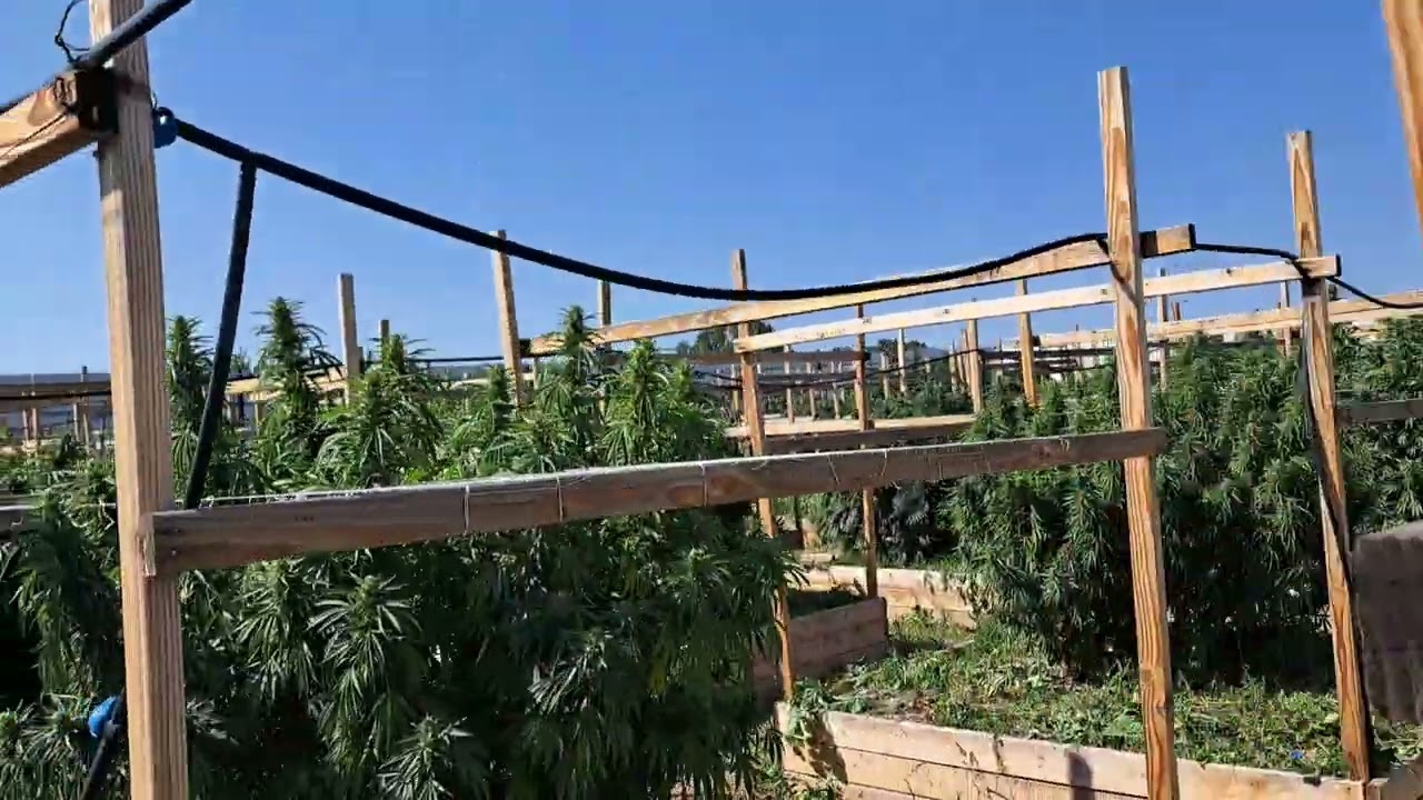 Not so weekly update.   September 7 2022 outdoor Arizona cannabis grow 420