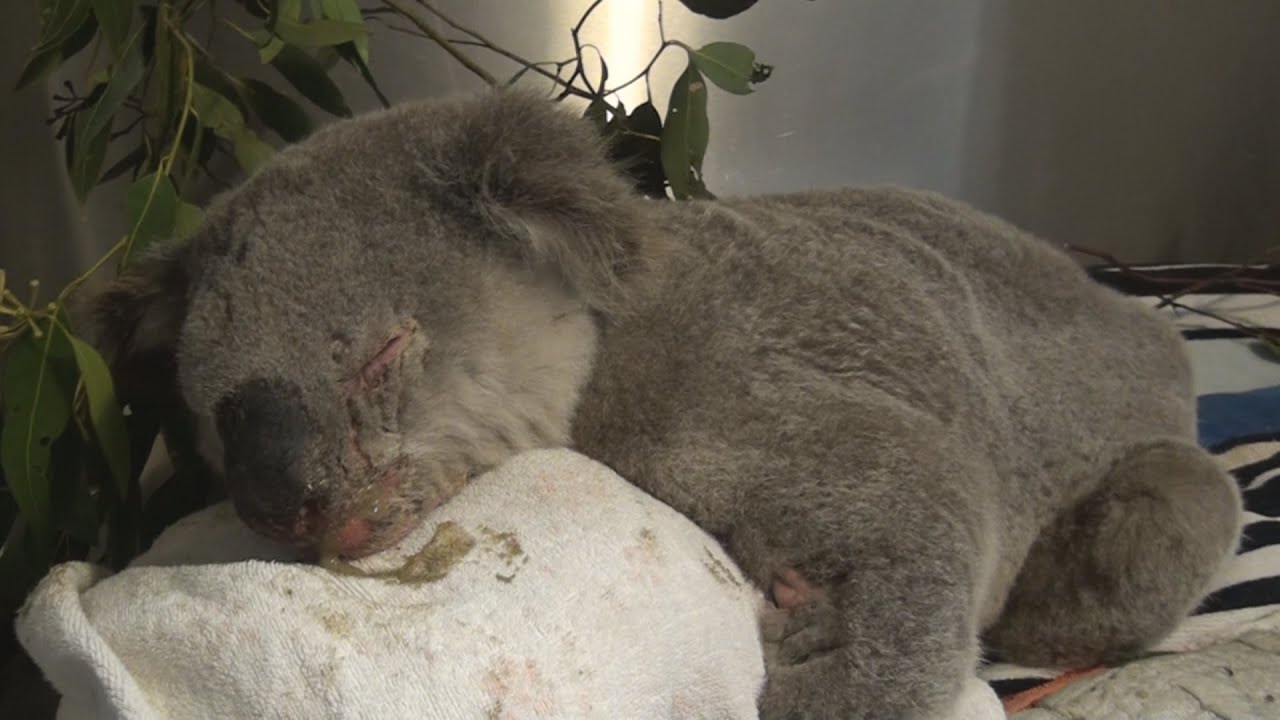 Caring For A Koala -  Dr Jayne Weller