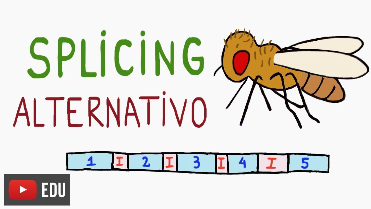 Moscas e o Splicing Alternativo | #InstanteBiotec 50