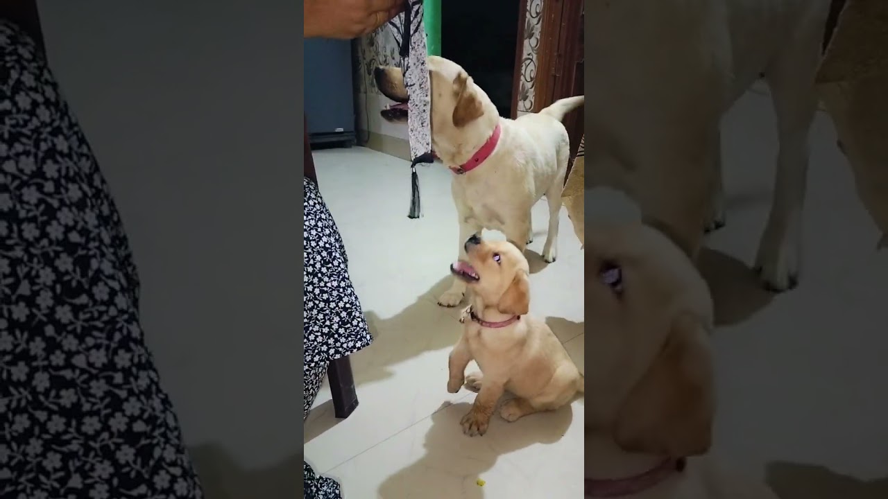 #dogshorts #song #bobline #newsong #maa