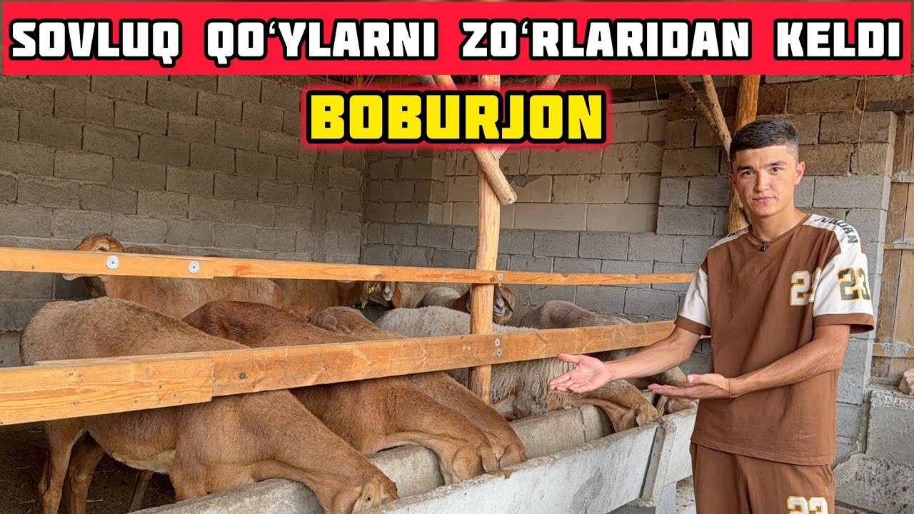Boburjonga 150ta Sovluq Qoʻylar Keldi,Bunaqasi Boʻlmagan Bobur Qaytdi