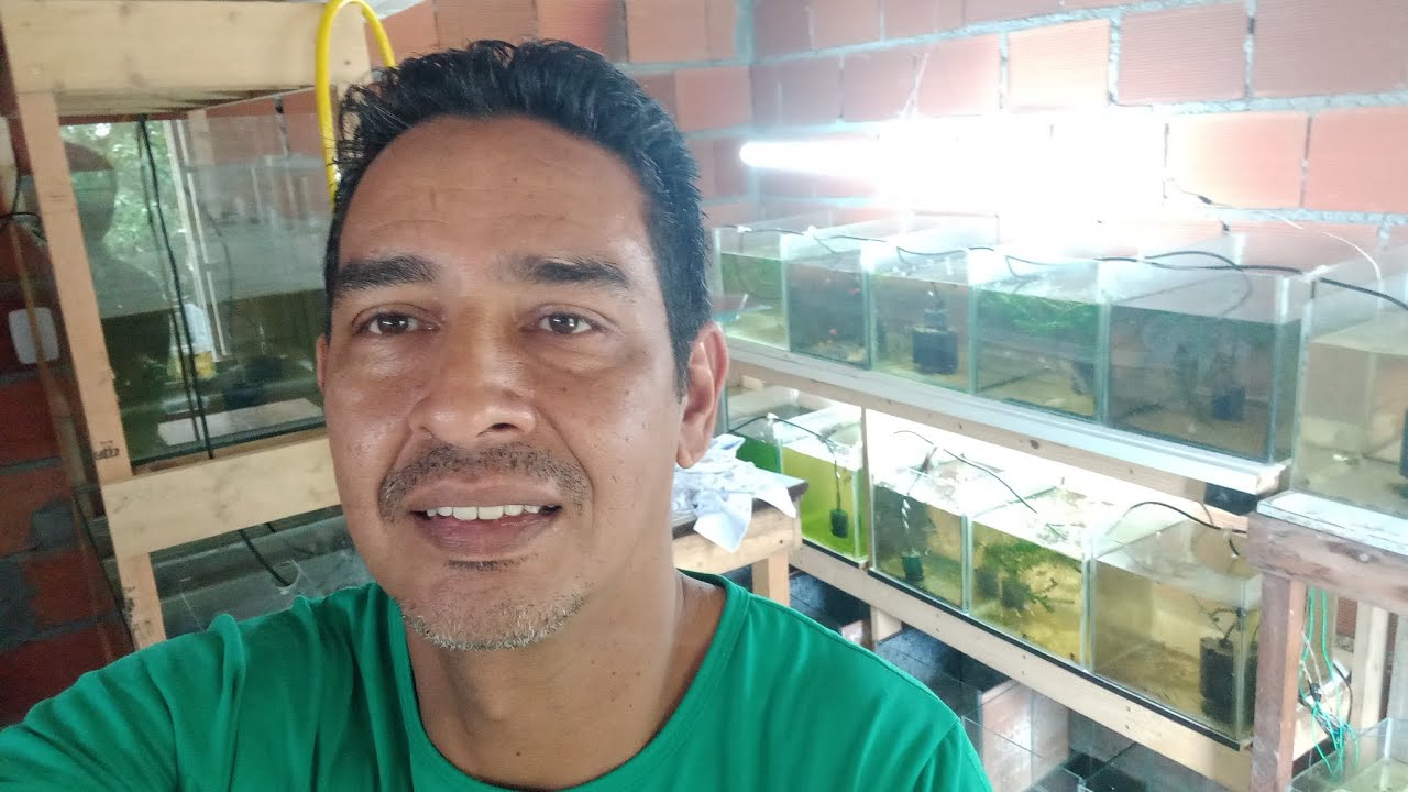 5 dica importante para ganhar dinheiro com peixe guppy 