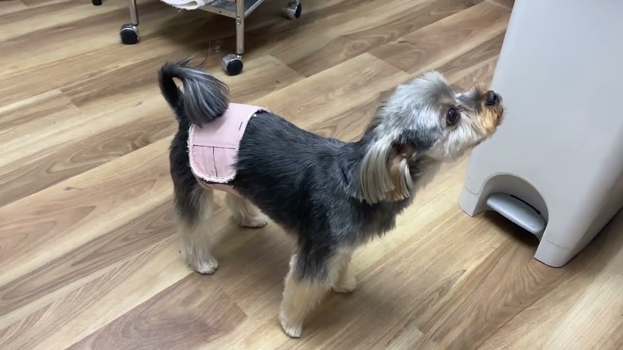銀くんのカット