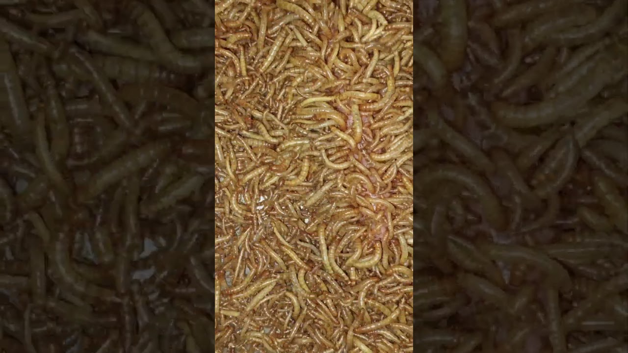 Terrifying!! see how Alphitobius diaperinus eats sausages together #alphitobiusdiaperinus