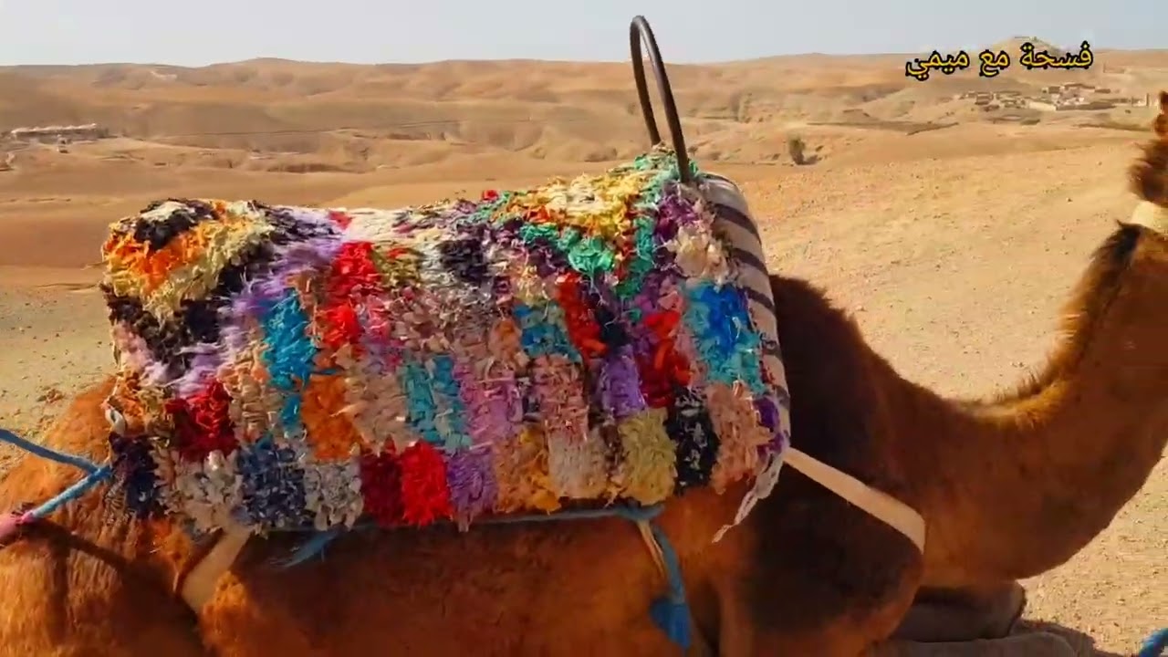 منطقة اكفاي agafay camel 🐫☀️⛺
