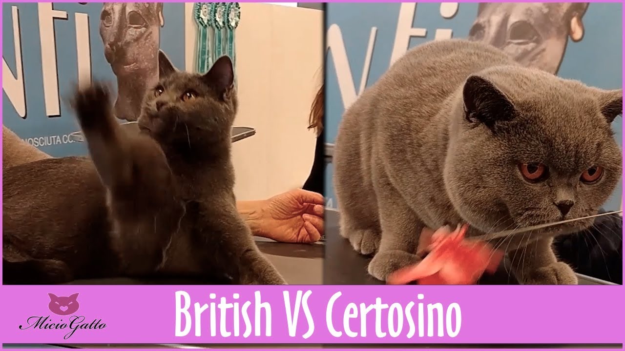 British VS Certosini 🐱🐱 trova le differenze!
