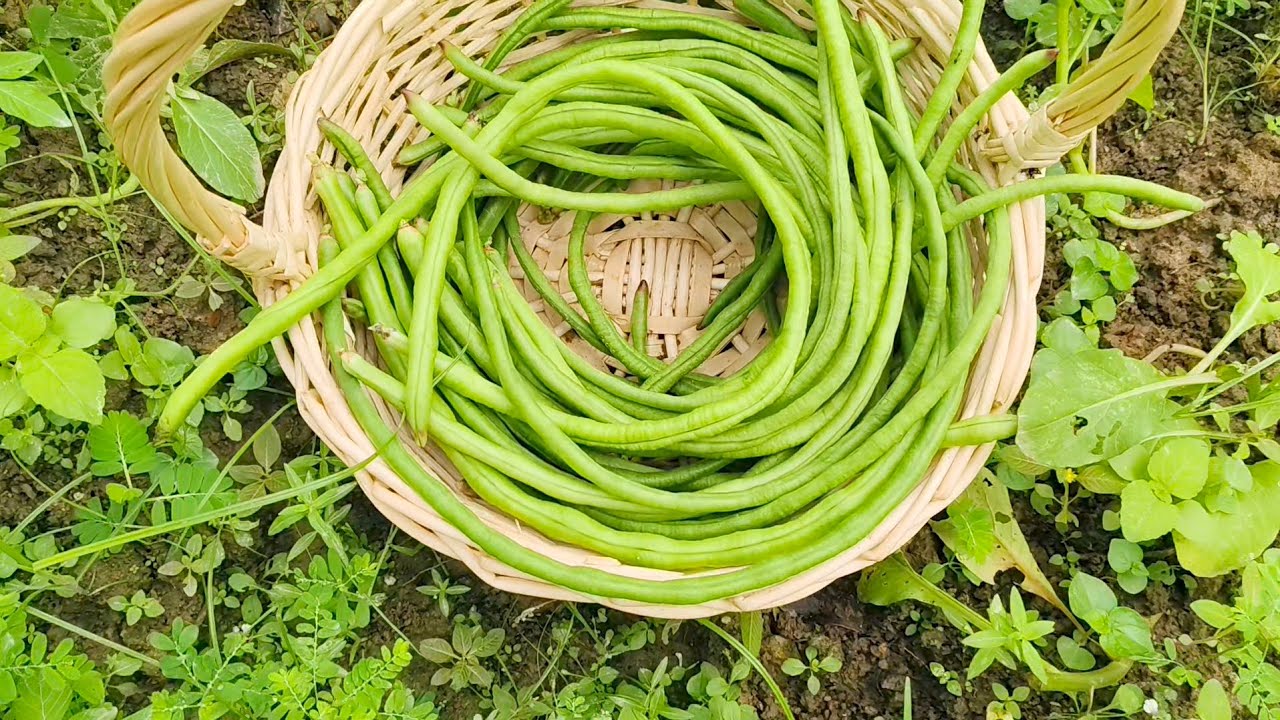 Mengutip Kacang Panjang