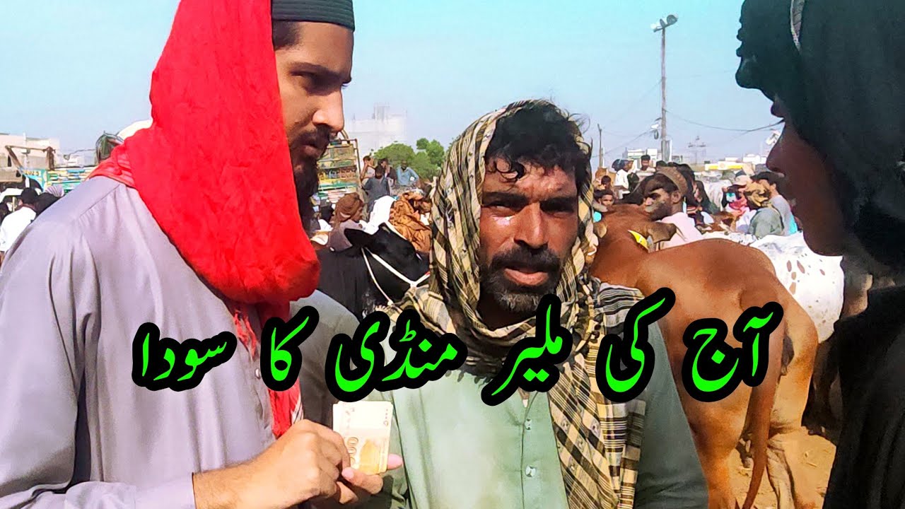 Malir Cow Mandi PRICE UPDATES & BARGAINING for SODA | Cattle Market Karachi