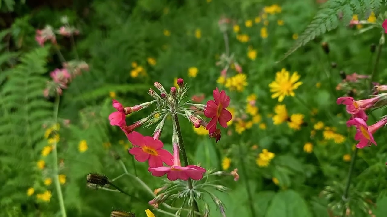 Watch Japanese Cowslip Flowers Blooming to Calming Music