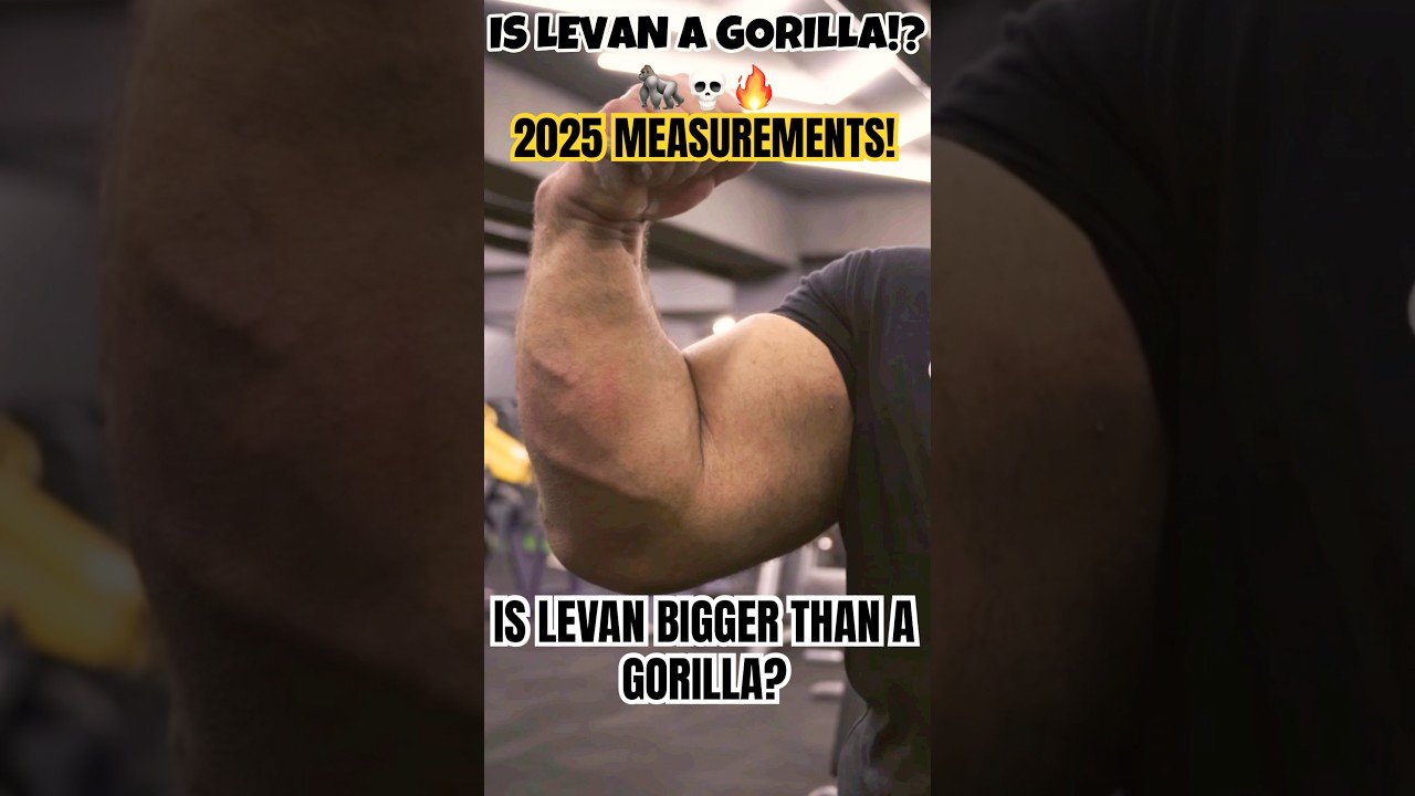 Levan Saginashvili&rsquo;s Arms Are Bigger Than a Gorilla&rsquo;s!🦍🤯#levansaginashvili #levan #biceps #gorilla