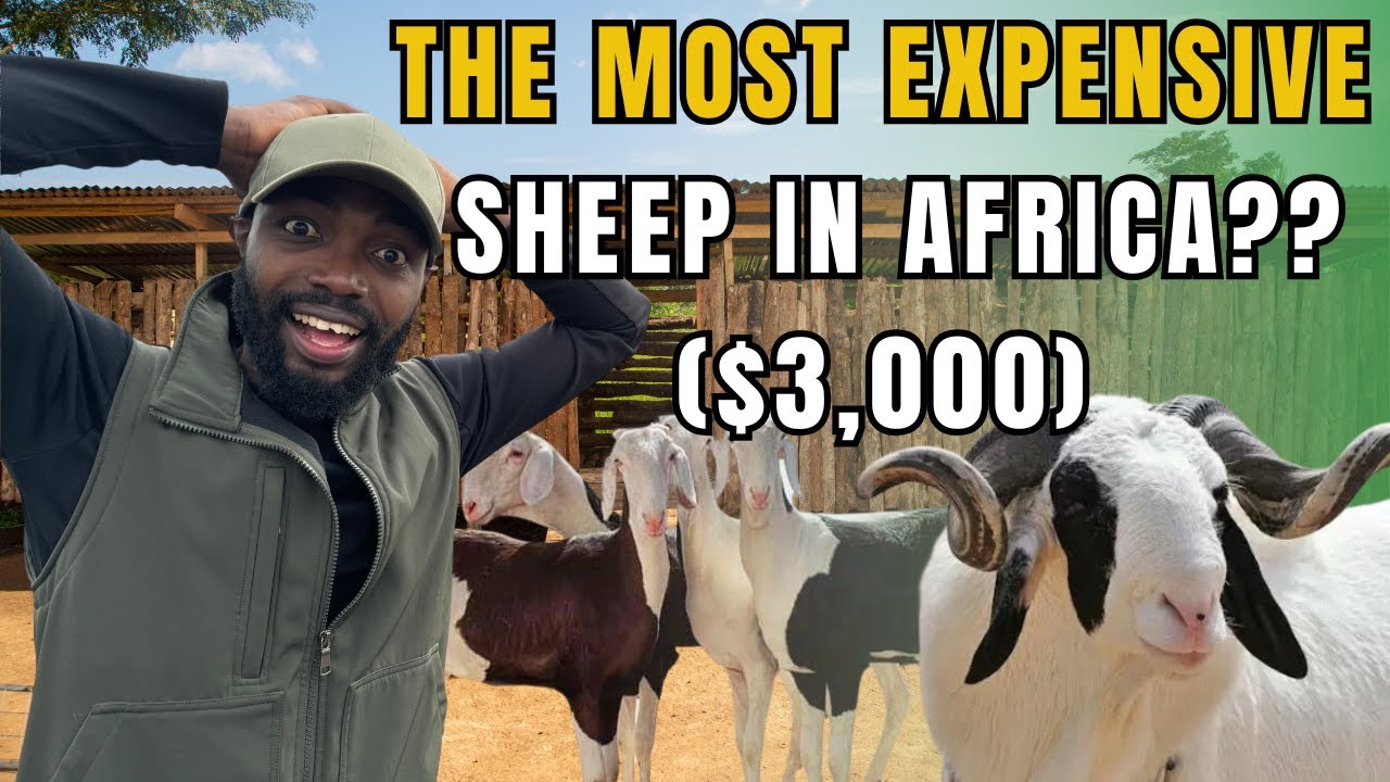 WHY THE LADOUM SHEEP FROM SENEGAL IS ONE OF THE MOST EXPENSIVE SHEEP IN THE WORLD