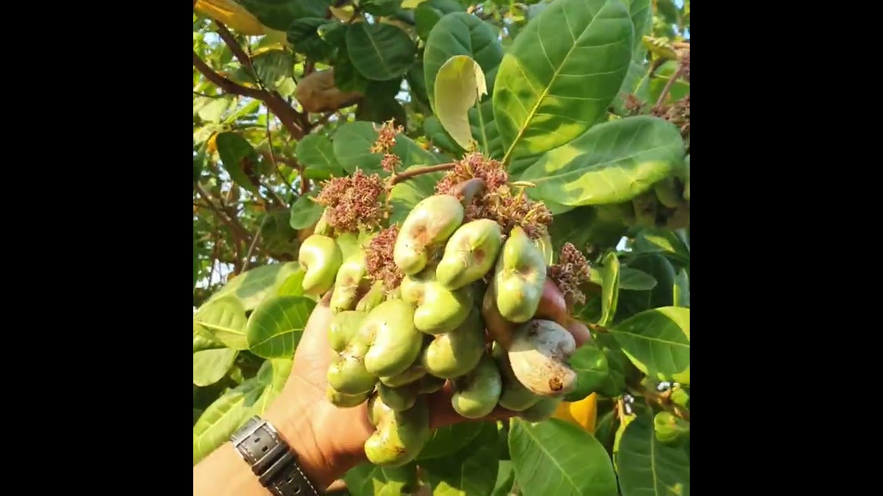 បញ្ជាក់វីដីអូចាស់ 0972000160 / 0764058835