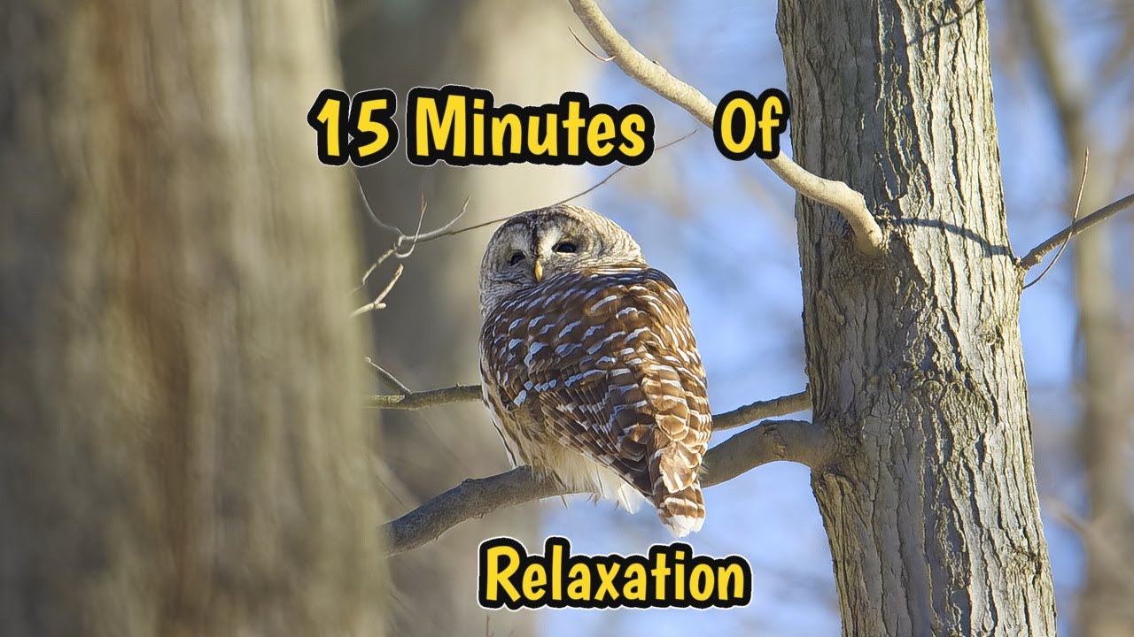 Barred Owl   1 | 5 | 2026