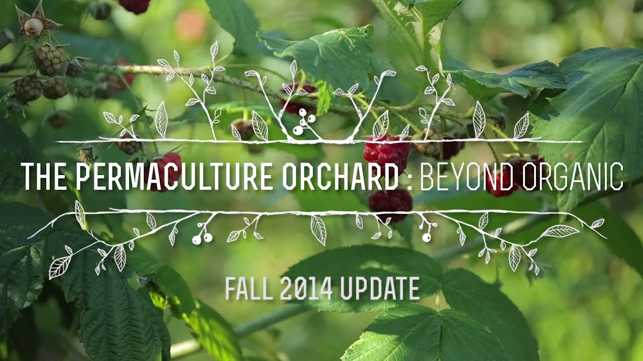 The Permaculture Orchard: Beyond Organic - Fall 2014 update