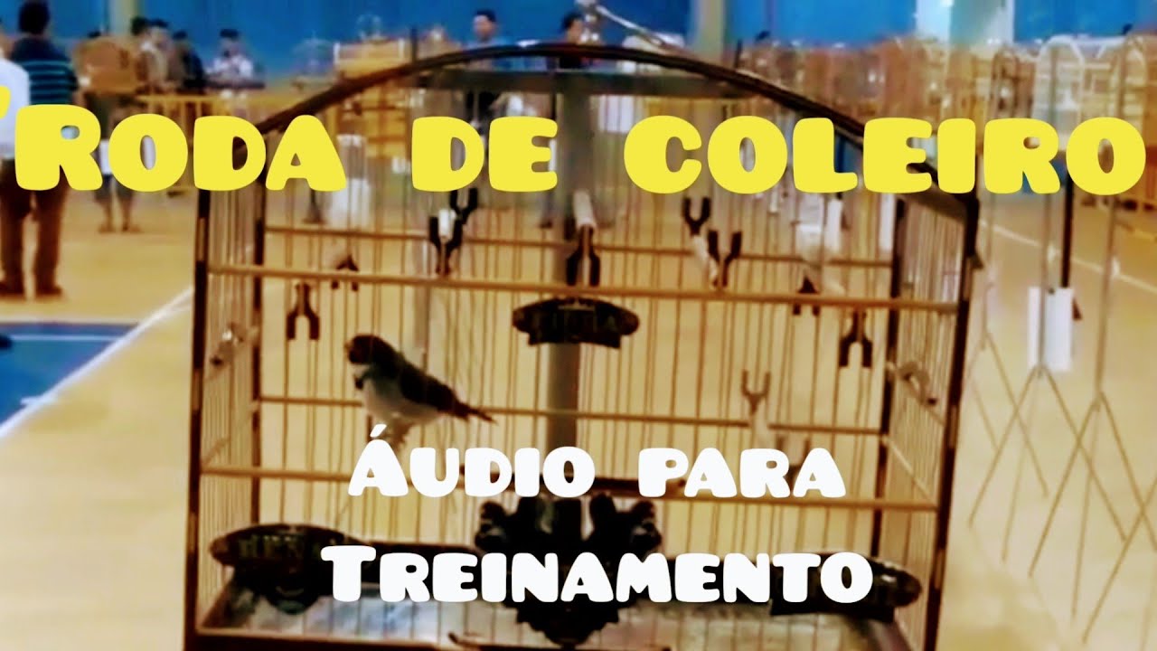 RODA DE COLEIRO  áudio para treinamento