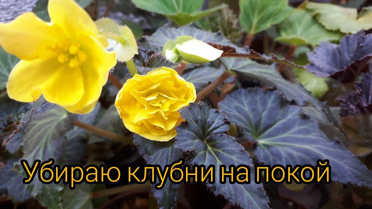 Бегонии окончательно уснули! Но не все....🤔