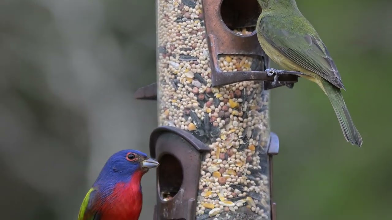 North America's most colorful songbird
