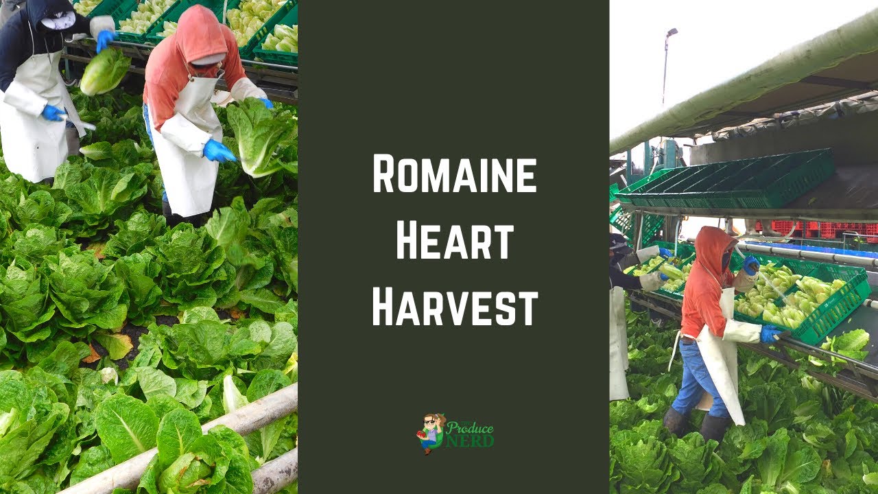 Romaine Heart Harvest