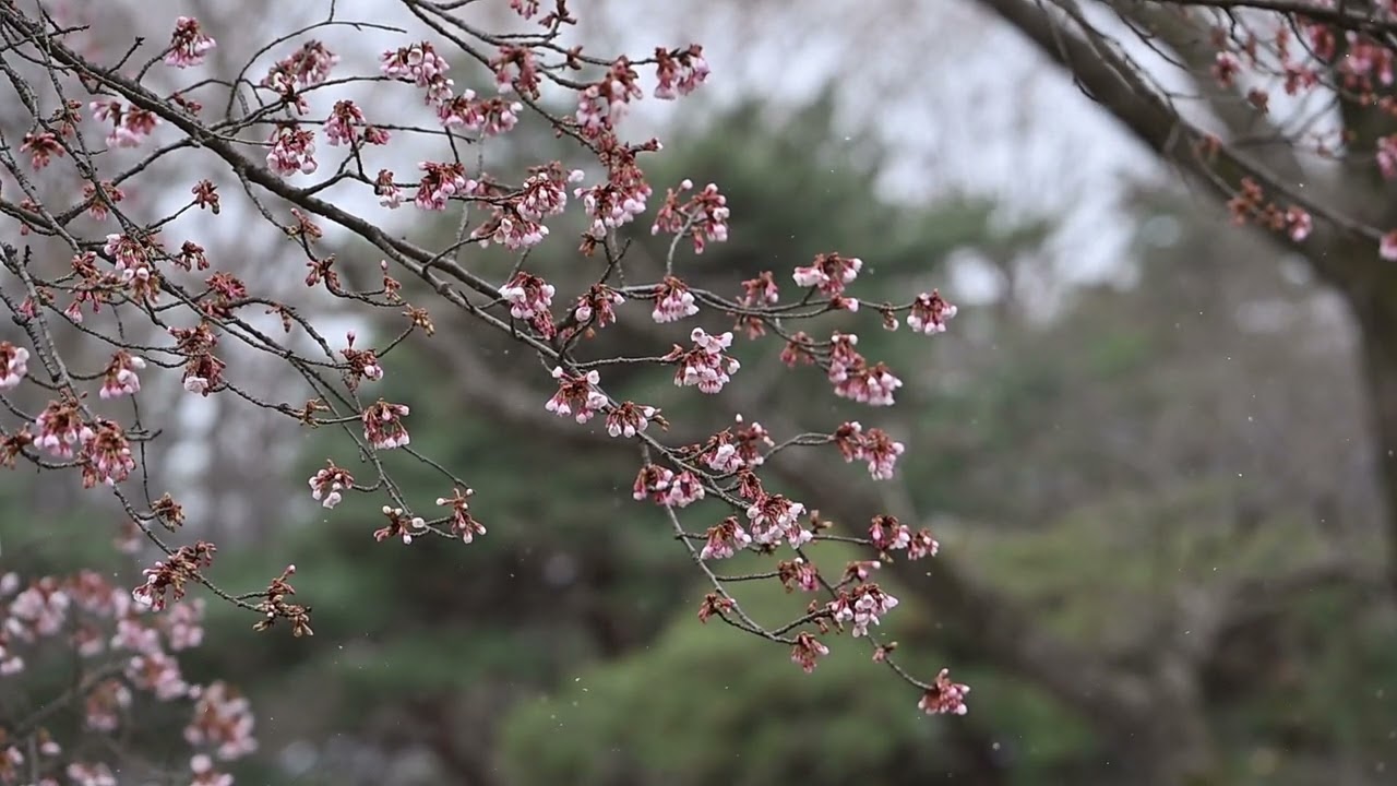 ジョウビタキと寒桜