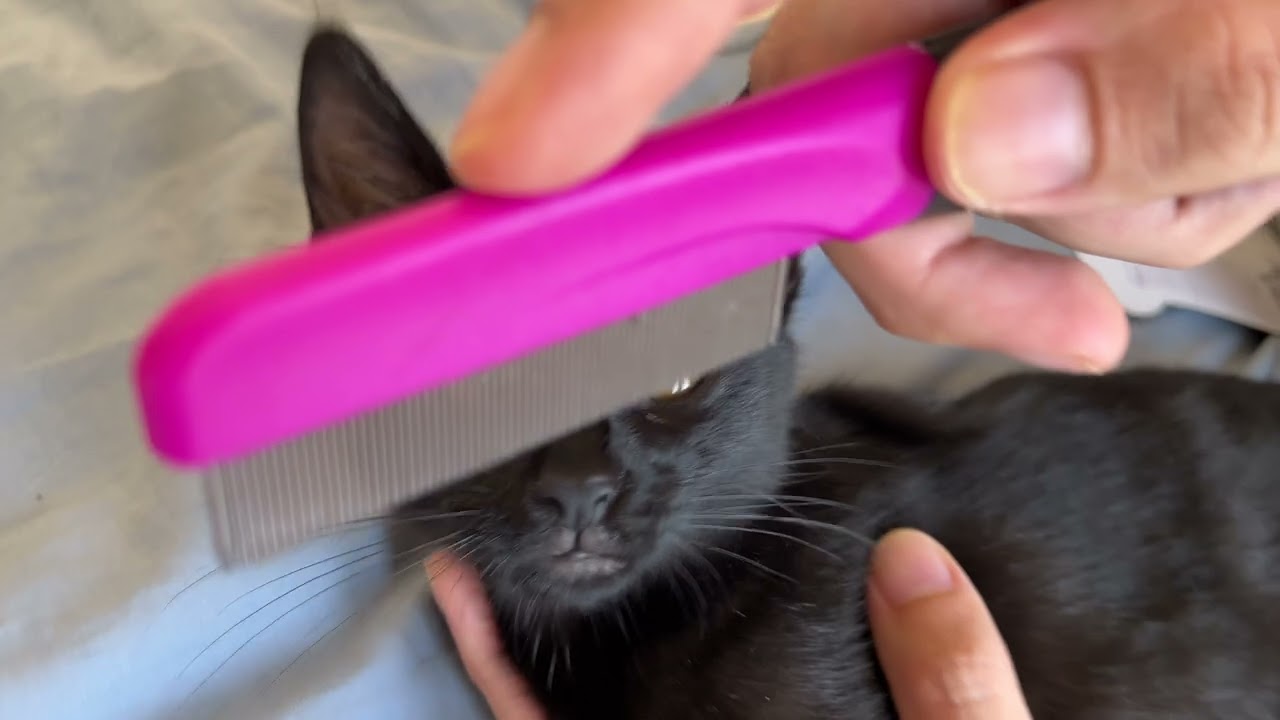 Como Usar Peine de Pulgas Hartz Groomer's Best y Polvo Control de Garrapatas Go Care PETpowder