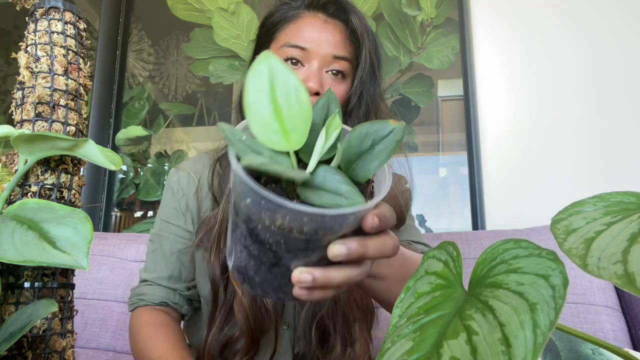 5 plantes dont je regrette l’achat