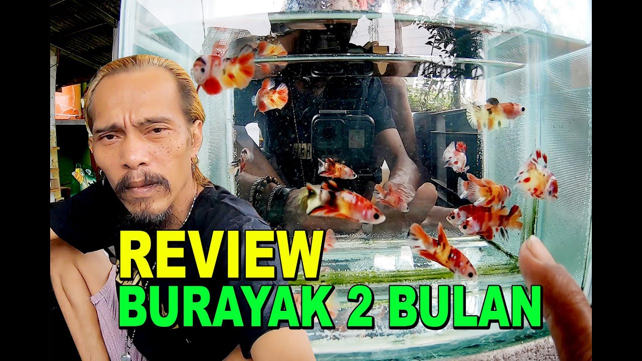 REVIEW BURAYAK IKAN CUPANG USIA 2 BULAN
