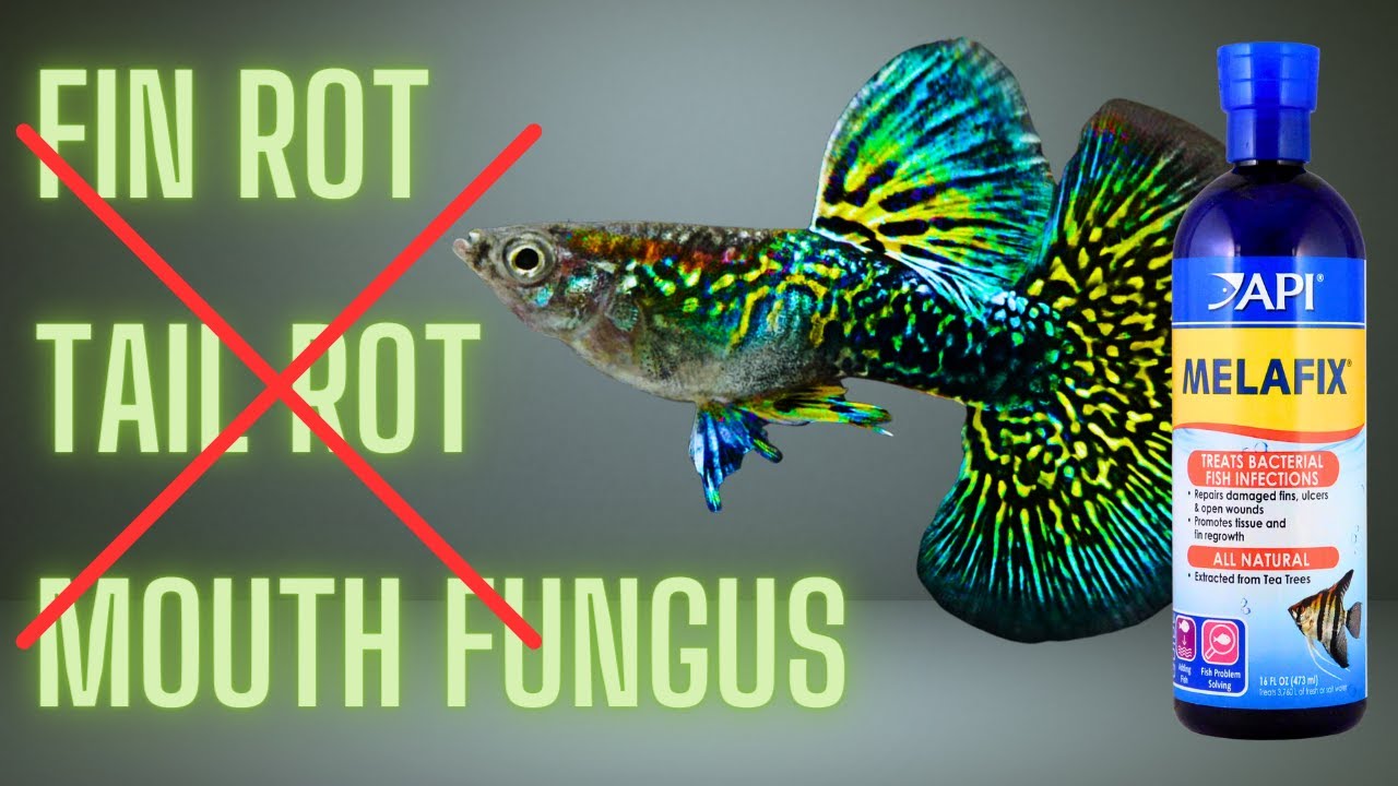 Guppy Fish Care - How To Use Melafix For Guppies And Does It Work ?